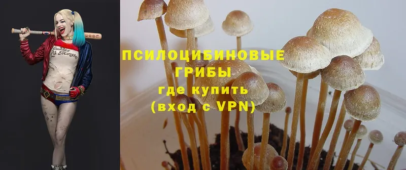 хочу наркоту  Касли  Галлюциногенные грибы Magic Shrooms 